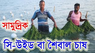 দেশের সাগর উপকূলে খাদ্যমান সম্পন্ন সি-উইড বা সামুদ্রিক শৈবাল চাষ | Dewan Siraj | Mati O Manush