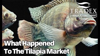 3MMI - What Has Happened To The Tilapia Market?