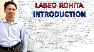 Labeo Rohita Introduction