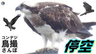 コンデジ鳥撮散歩　ホバリング撮影できたか？　チョウゲンボウ・ミサゴ　兵庫県・北播磨