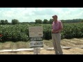 project overview effects of latitude and planting date on soybean maturity groups 3 6