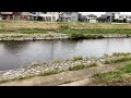 019_x trailで街はずれの川でオイカワ釣り。oikawa fishing in the river outside the city with x trail.