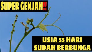 Anggur Donetsky Usia 55 HARI Sudah Membawa Bunga ‼️🍇🔥