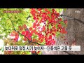 단풍 하루에 25km씩 퍼져...10월 중순 전국 울긋 불긋 ytn