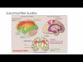 Neuroscience - Cerebral Cortex