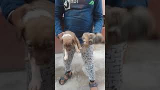 dogs for sale in mysore / for free