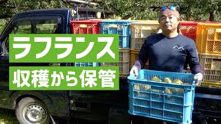 【山形おきたま産直センター】ラフランスの収穫から保管