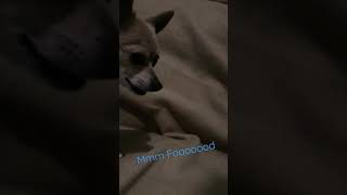 Chihuahua gets a Snack! 🐕 #chihuahua #shorts #dog video Adorable tiny dog