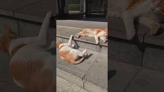 Two kittens basking in the sun 晒太阳的两只小猫2