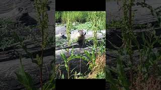 Rare marmot sighting on the beach