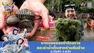 ลุนโคลนหาหอยแครงตัวใหญ่! และสาหร่ายตีนช้าง อ.กันตัง จ.ตรัง | ตามอำเภอจาน | 17 มิ.ย. 68 Full EP