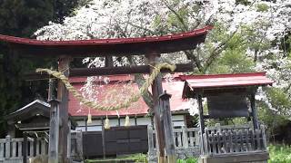 黒川大宮神社桜満開2018年