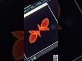 Python Graphics using Turtle | Programming | VS code NIIN KM