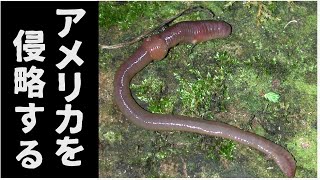 【ゆっくり解説】日本のミミズがアメリカを侵略する