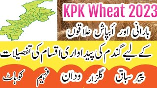 KPK Wheat 2023.#Wheat Varieties for #KPK Areas. KPK main #Gandum ki kasht.Khyber Pakhtunkhwa Wheat