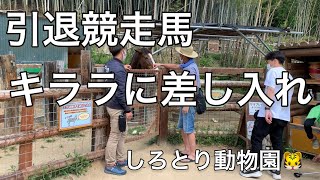 2022.5.2 引退競走馬（父アドマイヤジャパン）に自家産牧草をお裾分け🤗　#なごみ牧場