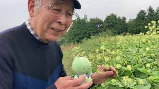 えほんの丘農場で、いわむらかずおさんに会ったよ。何の花？ウド？2020年10月4日