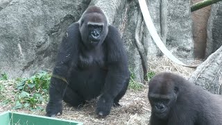 モモコママのお説教　上野動物園　ニシゴリラ