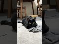 黒目全開で突進する黒猫 rushing cat shorts