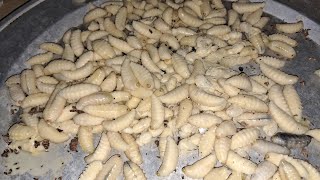 ẨM THỰC VÀ SỨC KHỎE đang phát trực tiếp!