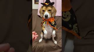 ビーグル犬マリちゃん!!ハロウィン~❤️#ビーグル #スヌーピー #ペット#犬  #beagle #snoopy #pet #dog #ハロウィン#holloween