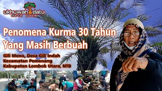 Penomena Pohon Kurma 30 Tahun Di Tengah Pulau Yang Terus Berbuah