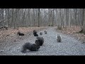 scurry of squirrels 10 hour forest trail with birdsong december 9 2020