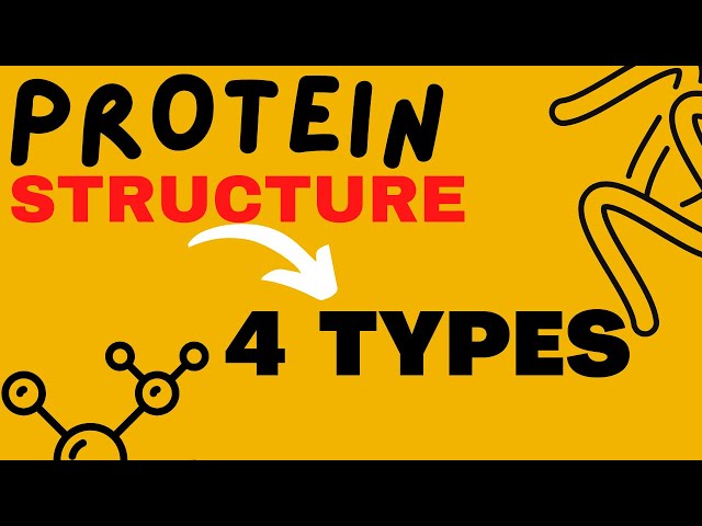 Difference Between Tertiary And Quaternary Structure Of Protein