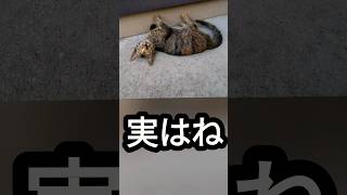 🐱みんなが、このコを猫だというけど実はね、ほら見て、ほら見て〇〇だね！#shortsお猫様