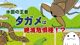 水田の王者タガメ　実は絶滅危惧種！？