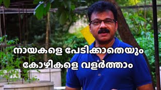 നായ്ക്കളുടെയും മറ്റും ശല്യമില്ലാതെ കോഴികൾ വളർത്തി സന്തോഷത്തോടെയും സമാധാനത്തോടെയും ജീവിക്കാം!