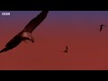 Hunting Bats with a Red Tailed Hawk  BBC Earth