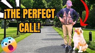 🐶 How to Get the PERFECT CALL from Your Dog - Effective Methods