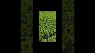 Green Manuring before transplanting of Paddy #Kharif Paddy#agriculture#shortvideo