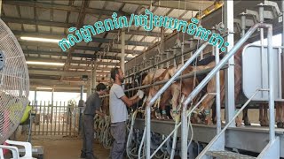 កសិដ្ឋានចិញ្ចឹមពពែ និងចៀមយកទឹកដោះ