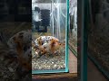 ブサカワらんちゅう shortvideo 水槽 金魚 goldfish