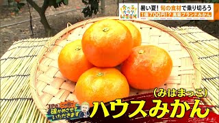 JPが調査！農業県あいち旬の食材③ １個700円!?高級「ブランドみかん」【食べるカラダWEEK】