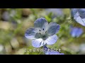 nemophila flowers 2021 hibiya park in tokyo