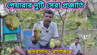 ছাদ বাগান ও বাণিজ্যিক বাগানের জন্য পেয়ারার দুটি সেরা জাত।best comercial Verity of guava