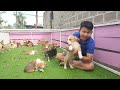 chó corgi con mông to siêu Đáng yêu