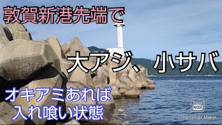 【敦賀湾2分割ボート釣り㉑】敦賀新港先端で大アジ、小サバ入れ食い状態、泳がせ釣りの結果は？