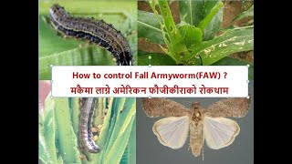 How to Control Fall Armyworm, मकैमा लाग्ने अमेरिकन फौजीकीराको रोकथाम