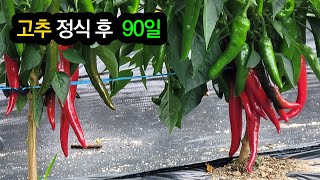 고추정식 후 90일차 모습, 고추수확, 담배나방,  소뿔고추