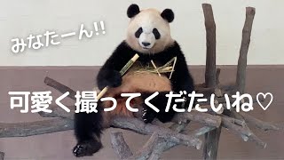 3歳女子パンダ彩浜のリアルwほぼ おっちゃんで可愛いく撮るのが難しい件😂🐼