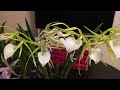 sophie s garden 白拉索兰“小星星” brassavola little stars