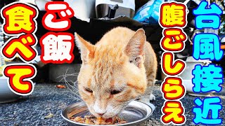 台風接近で猛暑の日に猫たちにご飯をあげると・・・ 地域猫ボランティアさん急逝後に火事エリア さくらねこへの給餌 癒され野良猫動画