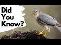 Things you need to know about SPARROWHAWKS!