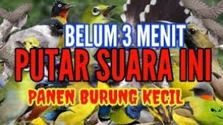 MP3 || suara pikat burung kecil kombinasi kulitalang ribut