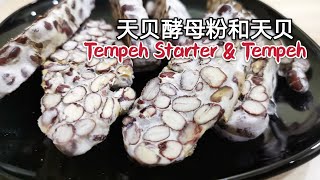How to make Tempeh Starter and RED BEAN Tempeh | 制作天贝菌粉和红豆天贝