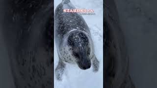 おさんぽするアザラシ(アグ\u0026日和) #seal #アザラシシーパラダイス #hokkaido #アザラシ #short  #cute